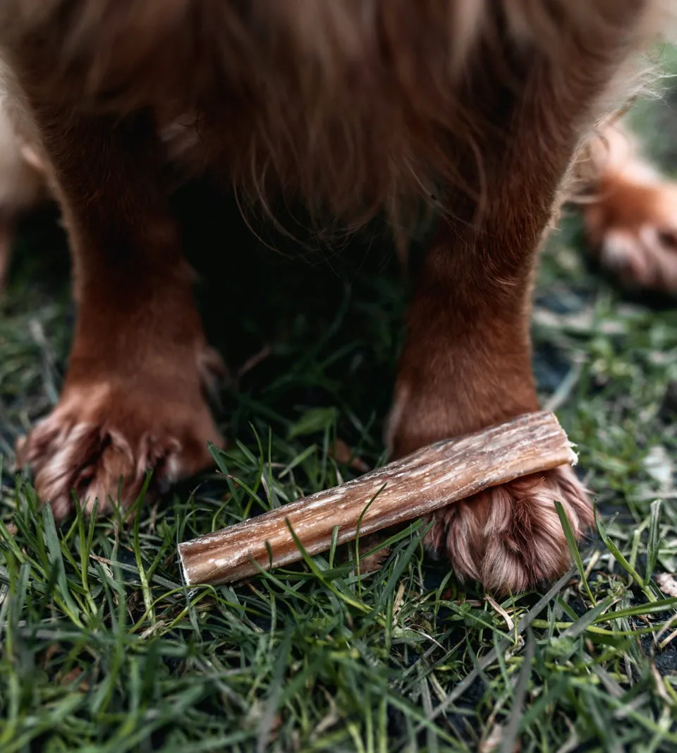 Anco Beef Pizzle Stick Dog Chew (small)