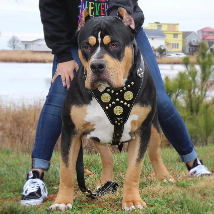 Bestia Maximus Dog Harness Black and Gold