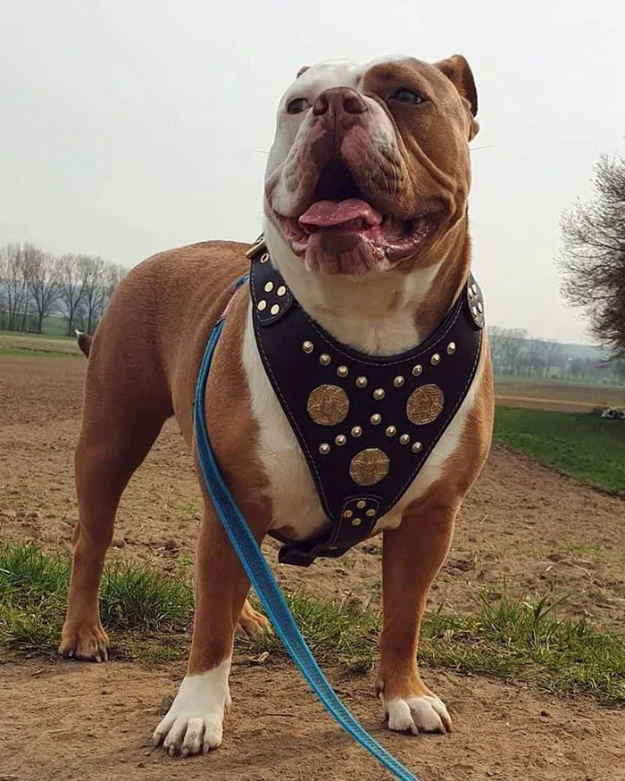 Bestia Maximus Dog Harness Black and Gold
