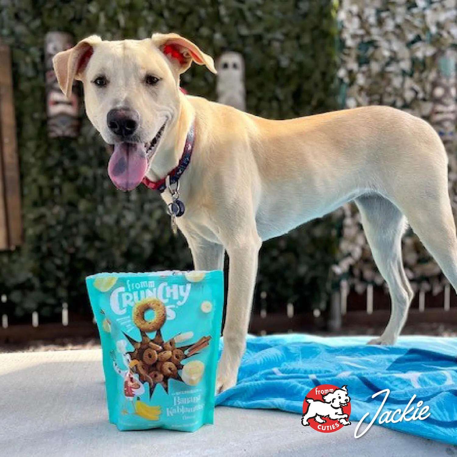 Crunchy O's Banana Kablammas Dog Treats from Fromm