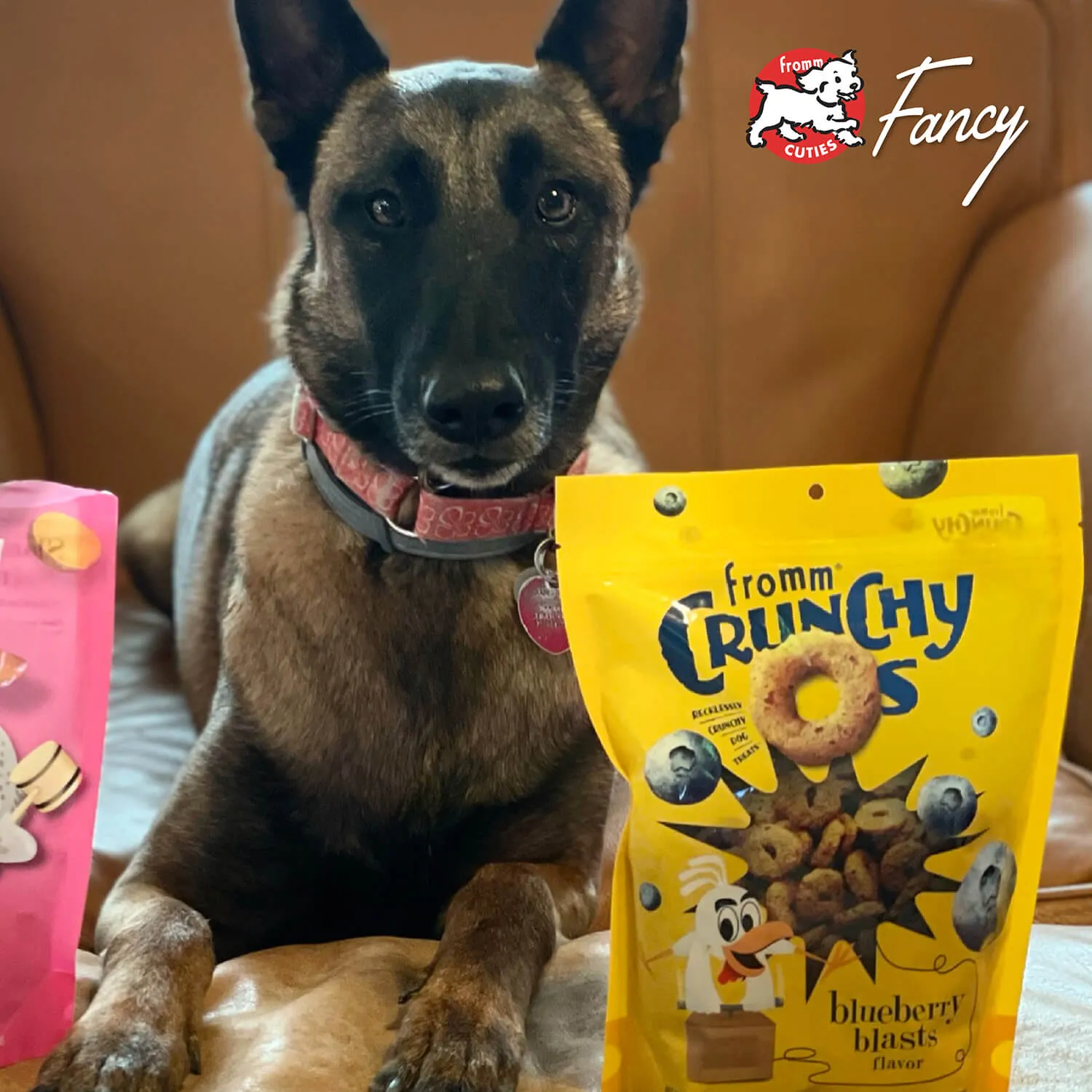 Crunchy O's Blueberry Blast Dog Treats from Fromm