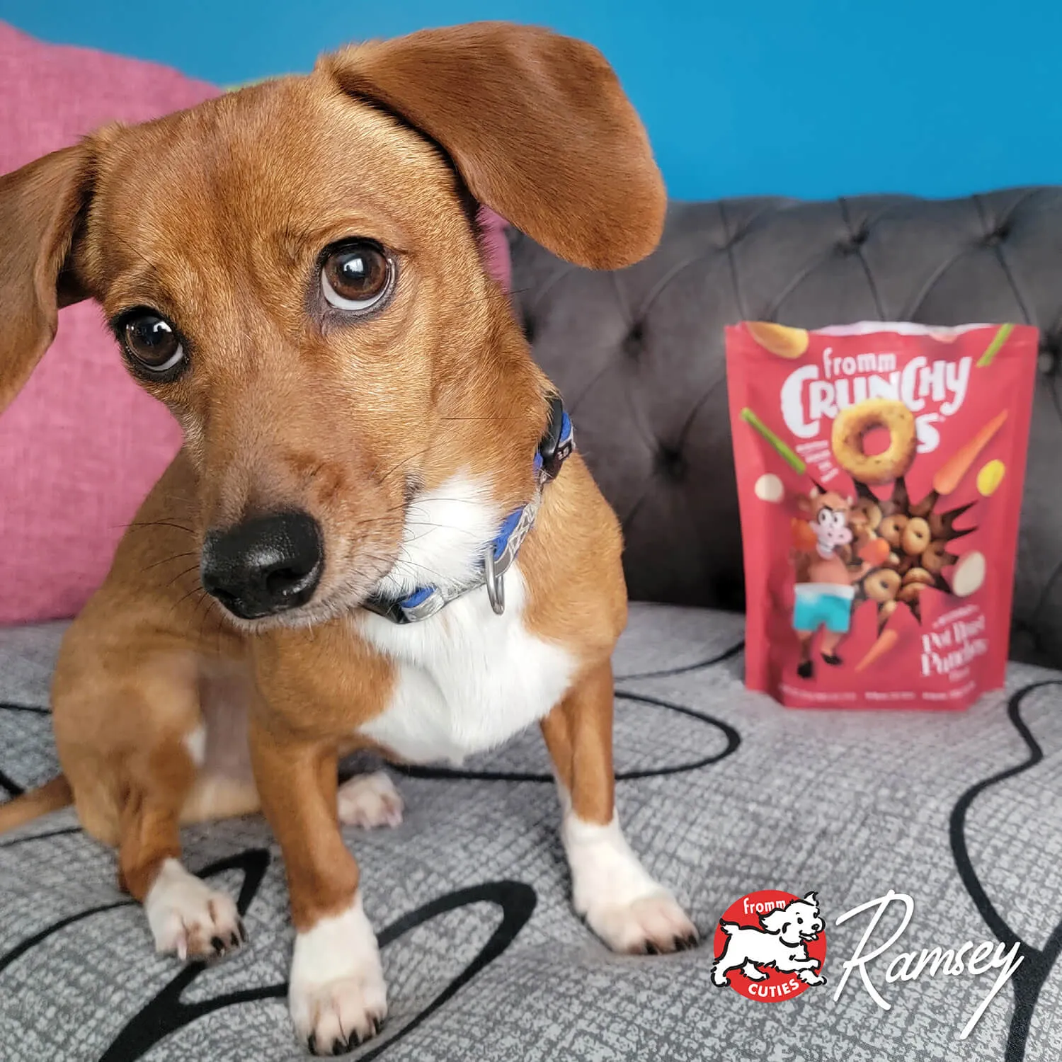 Crunchy O's Pot Roast Punchers Dog Treats from Fromm
