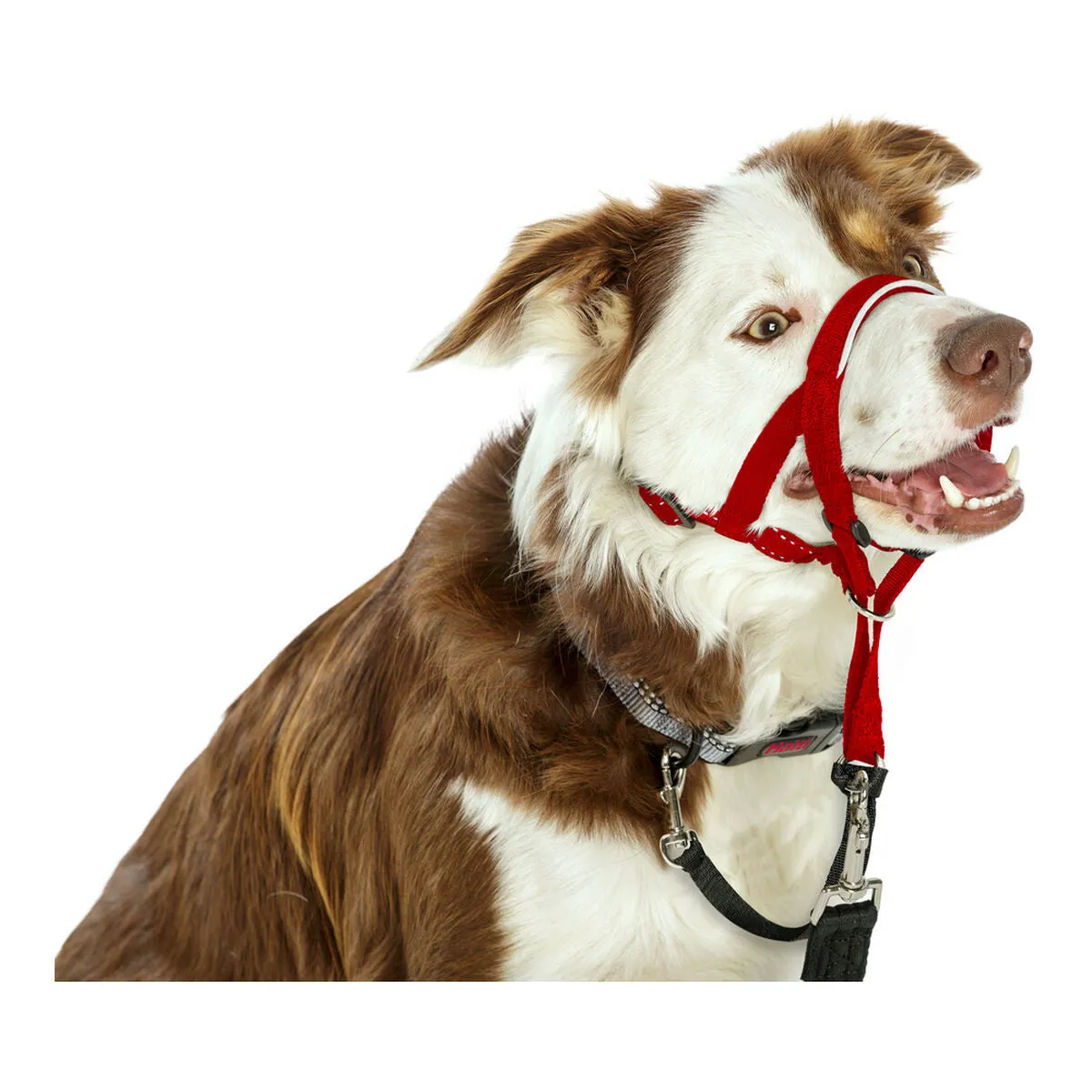 Dog Training Collars by Company of Animals Halti Muzzle 4662 Cm
