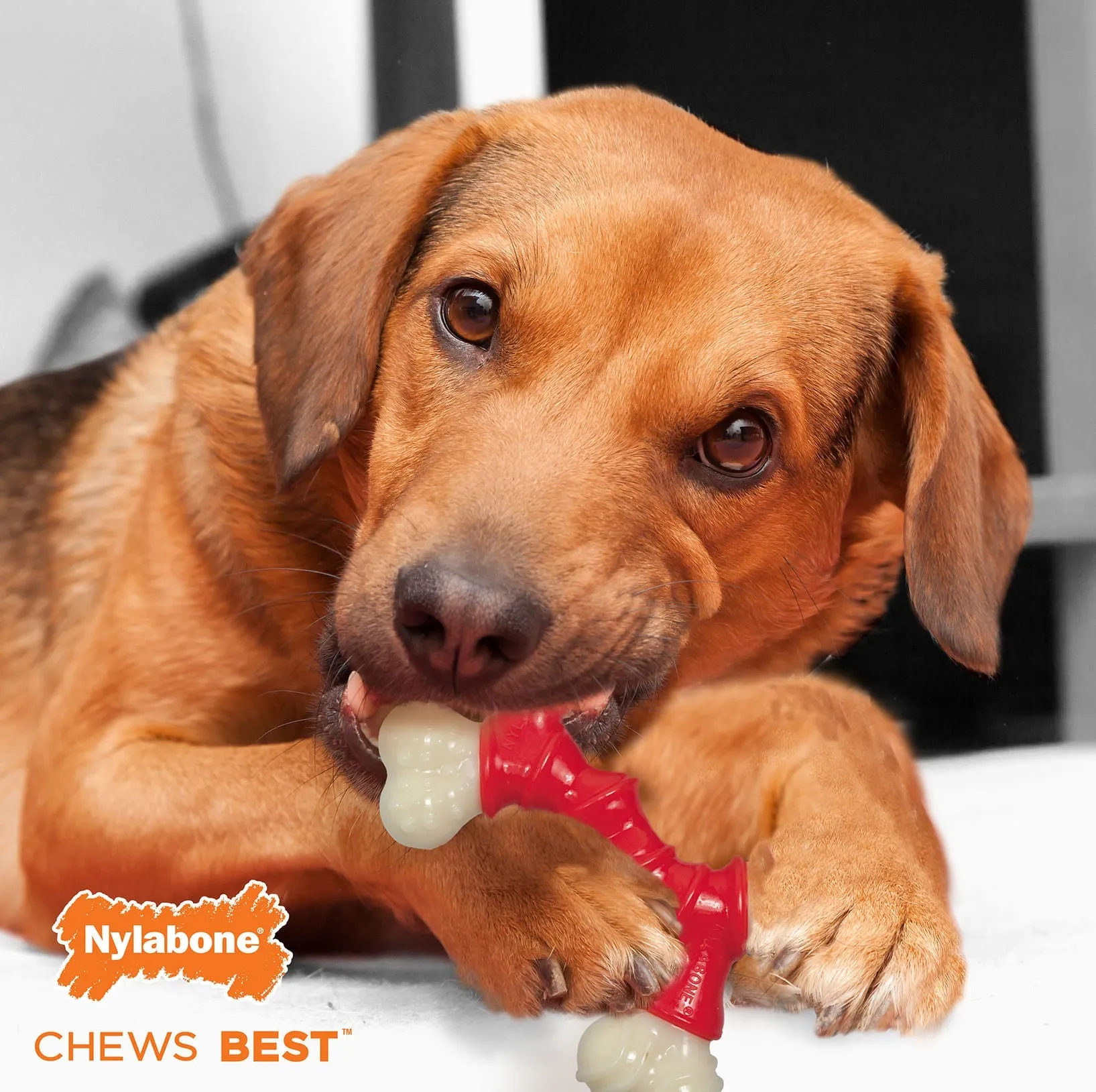 Nylabone Dura Chew Double Bone