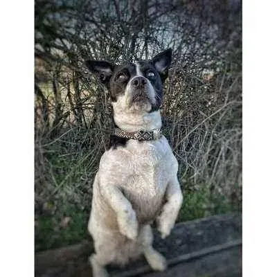 Personalised Cotton Dog Collar: Sapphire Elegance