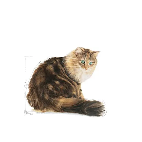 Royal Canin | Cat Wet Food Pouch | Ageing 12  In Jelly - 85g